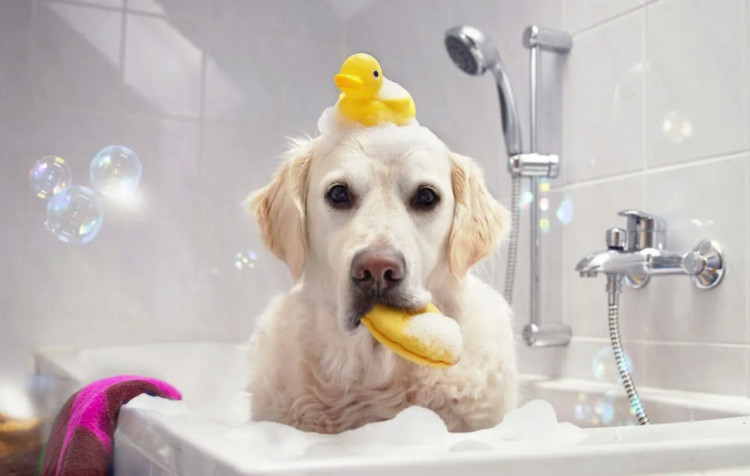 Dctr.Go Шампунь-бальзам для животных Sнampoo Therapy "Мультиуход" 1000 ml в Сочи